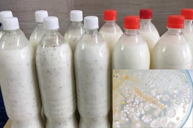 تولید دوغ پروبیوتیک با استفاده سویه مخمر کشف شده از زیست‌بوم ایران