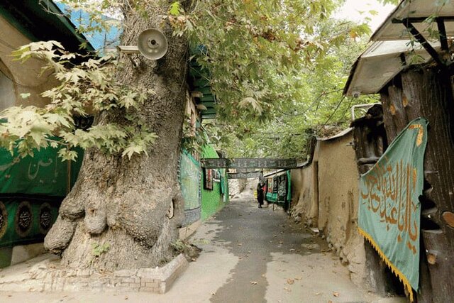 مراتب ثبت درختان کهنسال تهران به استاندار ابلاغ شد مراتب ثبت درختان کهنسال تهران به استاندار ابلاغ شد