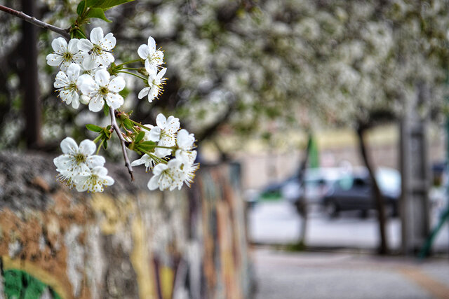 جلوههای زیبای بهار در اردبیل