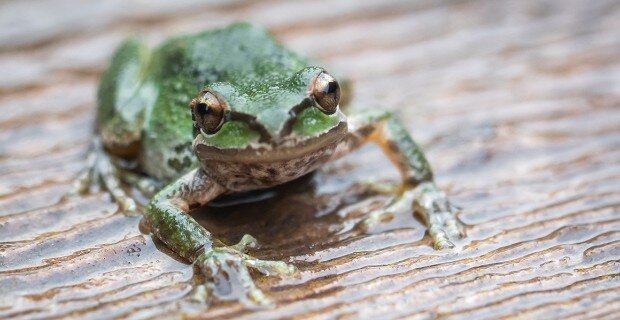 کشف ۶ قورباغه بند انگشتی در مکزیک