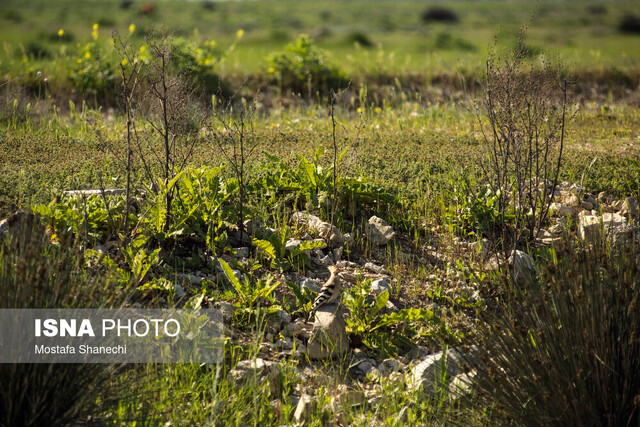 اخراج محیطبانان بیرگان و امن شدن فضا برای فعالیت سودجویان اخراج محیطبانان بیرگان و امن شدن فضا برای فعالیت سودجویان