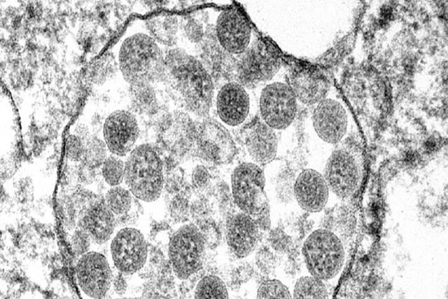 طراحی طعمههای دروغین برای فریب کروناویروس!