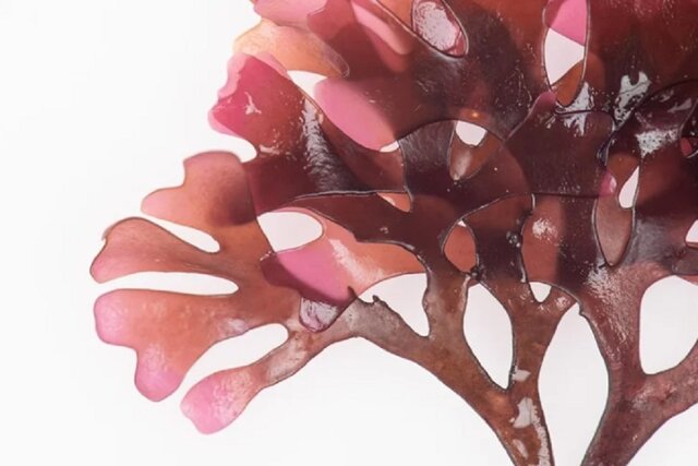 کشف درمان کووید-۱۹ در دریا !