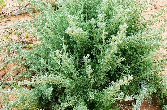 دفع کرمهای انگل روده با “درمنه” دفع کرمهای انگل روده با “درمنه”
