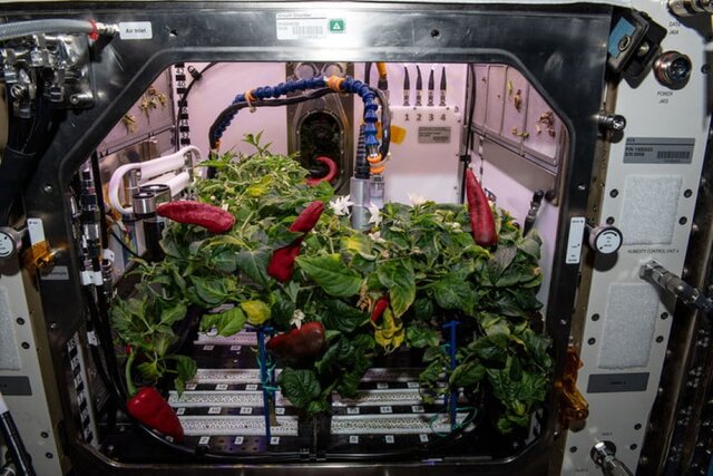 فلفل؛ سوغات گردشگران فضایی از ایستگاه فضایی بین‌المللی