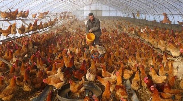 شناسایی اولین ابتلای انسانی به آنفلوآنزای H3N8 در چین شناسایی اولین ابتلای انسانی به آنفلوآنزای H3N8 در چین