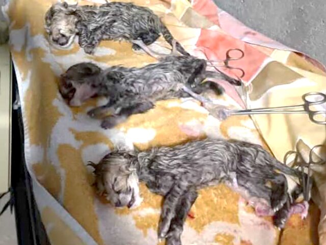 خدا بچههای «ایران» را حفظ کند خدا بچههای «ایران» را حفظ کند