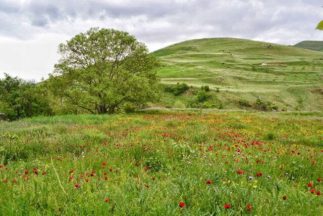شولهلر درهسی - منطقه قوزلو مغان