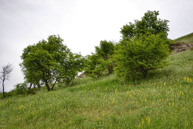 شولهلر درهسی - منطقه قوزلو مغان