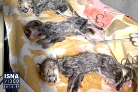 ویدئو / مشکل ریه، دلیل مرگ یکی از سه توله یوز «ایران»