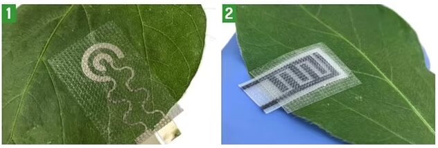 توسعه "ساعت هوشمند" برای گیاهان!