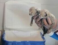 احتمال وجود اختلال ژنتیکی؛ تهدیدی که در هیاهوی جنسیت توله یوزها گم شد احتمال وجود اختلال ژنتیکی؛ تهدیدی که در هیاهوی جنسیت توله یوزها گم شد