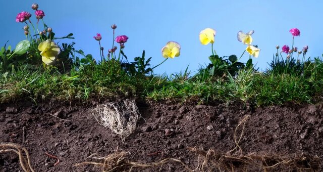 خاک؛ دنیایی مخفی از شگفتانه‌ها و کلید آینده کره زمین
