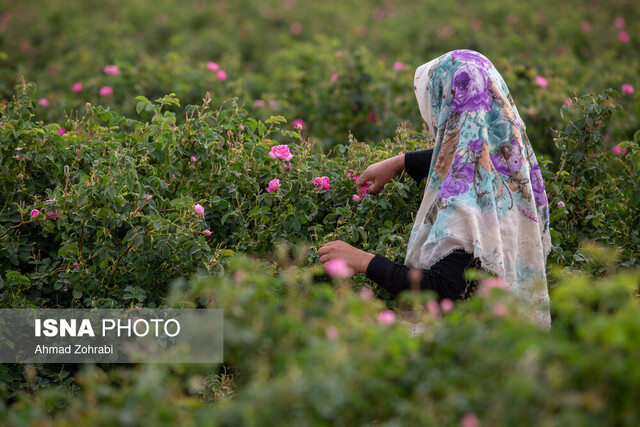 آغاز برداشت گل محمدی از گلستان‌های بخش مرکزی کاشان