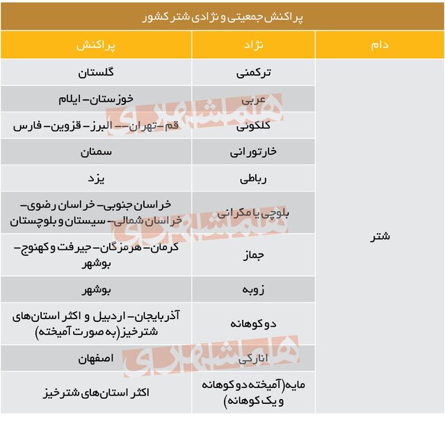 بازار شترها سکه است