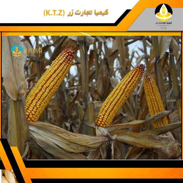 خرید ذرت دامی با کیفیت از کیمیازر