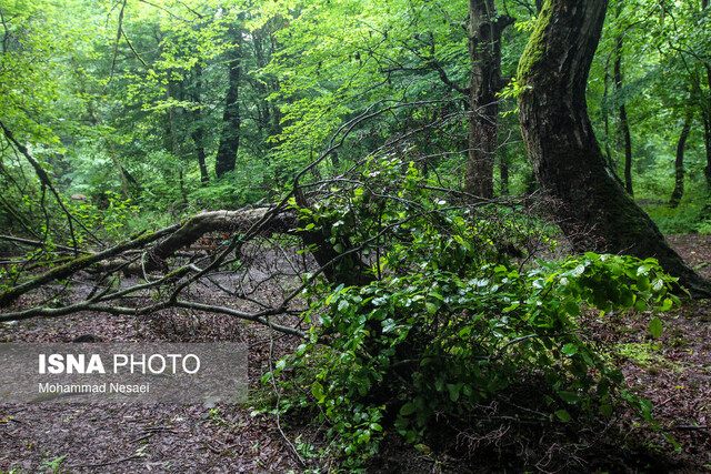 بهشت هیرکان مقصد بینظیر برای نوروزگردی/ موزه زنده ایران دیدنی است
