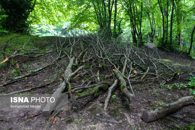 حریم گنبد کاووس و جنگل هیرکانی چه وضعیتی دارد؟