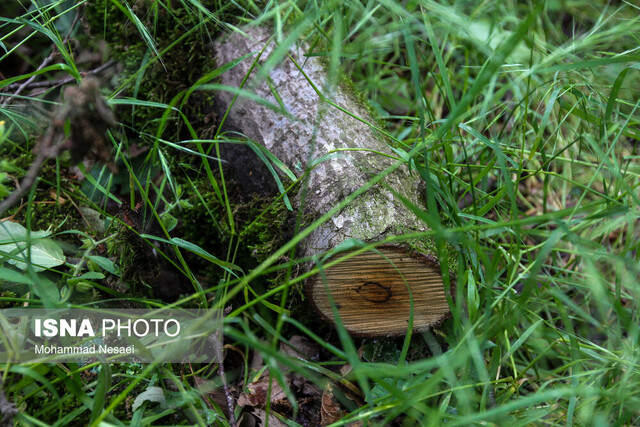 قطع درختان جنگلی بدون مجوز غیرقانونی است/ آماده‌باش  پرسنل در تاسوعا و عاشورای حسینی 