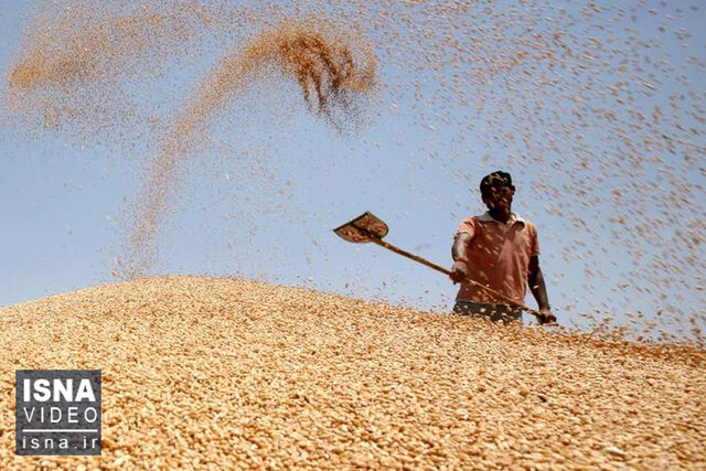 ویدئو / تشدید بحران غذایی با عدم صادرات گندم هند ویدئو / تشدید بحران غذایی با عدم صادرات گندم هند