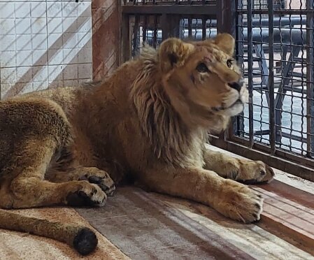 شیر آفریقایی باغ وحش ارم شرایط نامناسب «شیر آفریقایی» در باغ وحش ارم