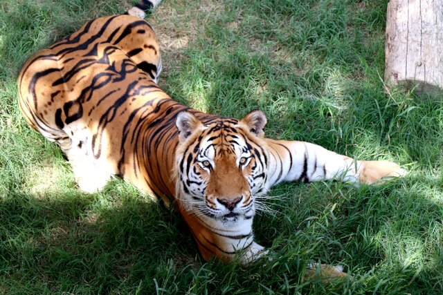 بریو ببر نر باغ وحش ارم ۲۳ نکته درباره بزرگترین گربهسان جهان