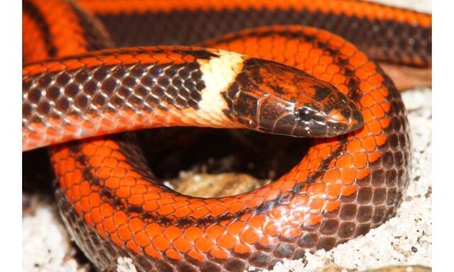 کشف گونه جدید مارها در پاراگوئه