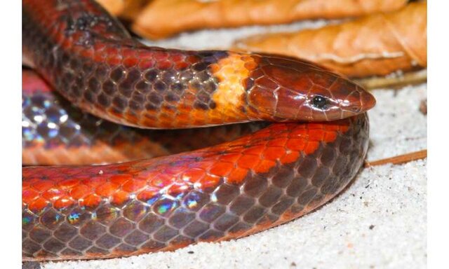 کشف گونه جدید مارها در پاراگوئه