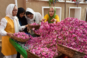 جشنواره گلابگیری و آیین گل غلتان نوزادان - سمنان