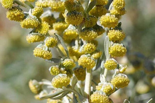 “افسنتین”، تجویز طب سنتی ایرانی برای بیماریهای کبد “افسنتین”، تجویز طب سنتی ایرانی برای بیماریهای کبد