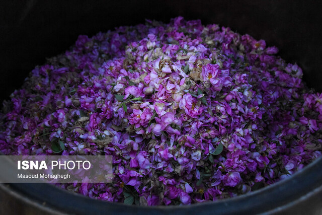 برگزاری جشنواره گلاب‌گیری در سلطانیه فرصتی برای رونق گردشگری بومی