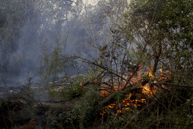 حریق در جنگلهای کرخه