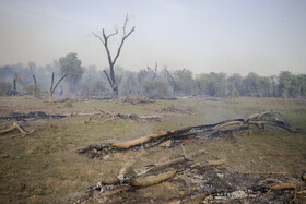 حریق در جنگلهای کرخه