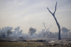 حریق در جنگلهای کرخه