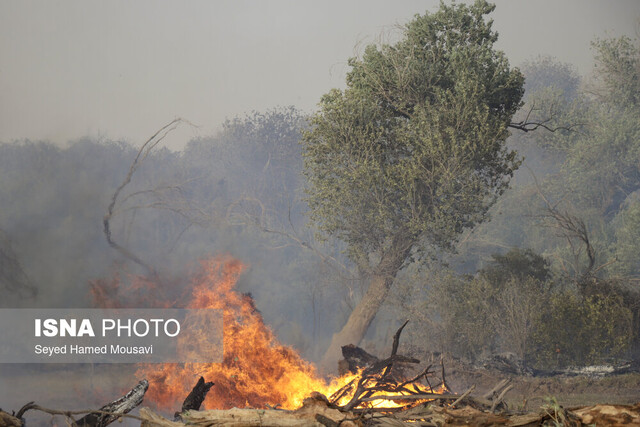 عکس تزئینی است خسارت حریق هر هکتار جنگل طبیعی در استان مرکزی چقدر است؟
