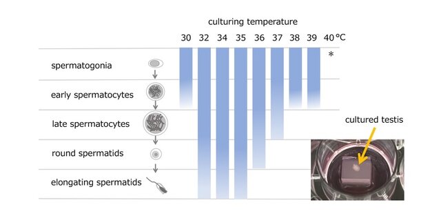 تاثیر عجیب دما در ناباروری مردان!
