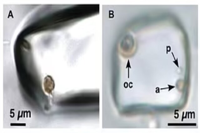 دانشمندان بلور ۸۳۰ میلیون ساله حاوی حیات باستانی را میگشایند دانشمندان بلور ۸۳۰ میلیون ساله حاوی حیات باستانی را میگشایند