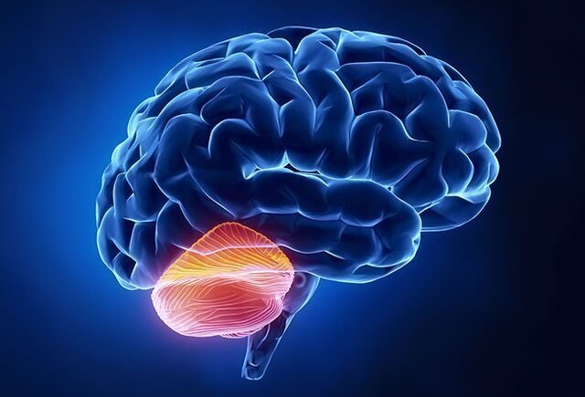 نقش مخچه در کنترل و یادگیری حرکتی نقش مخچه در کنترل و یادگیری حرکتی