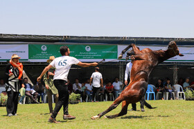 چهارمین جشنواره ملی زیبایی اسب اصیل ترکمن