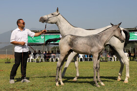 چهارمین جشنواره ملی زیبایی اسب اصیل ترکمن