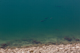 به دلیل گرمای زیاد هوا، ماهی های درون سد 15 خرداد به سطح آب می آیند
