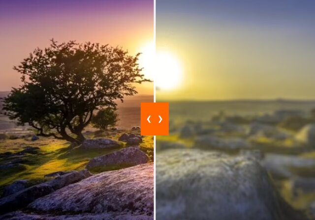 سگها جهان را چگونه میبینند؟ سگها جهان را چگونه میبینند؟