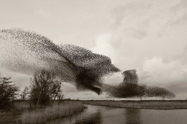 تصاویر حیرتانگیز از پروازهای دستهجمعی