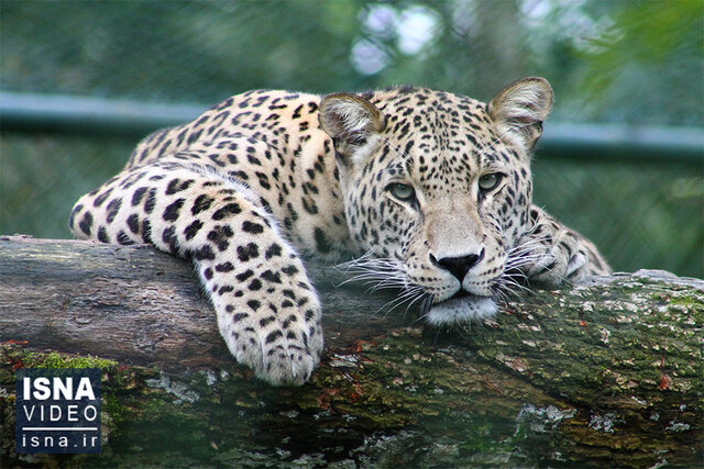 ثبت اولین گزارش مستند حضور پلنگ ایرانی در منطقه حفاظت شده «سعدی» کرمان + فیلم ثبت اولین گزارش مستند حضور پلنگ ایرانی در منطقه حفاظت شده «سعدی» کرمان + فیلم