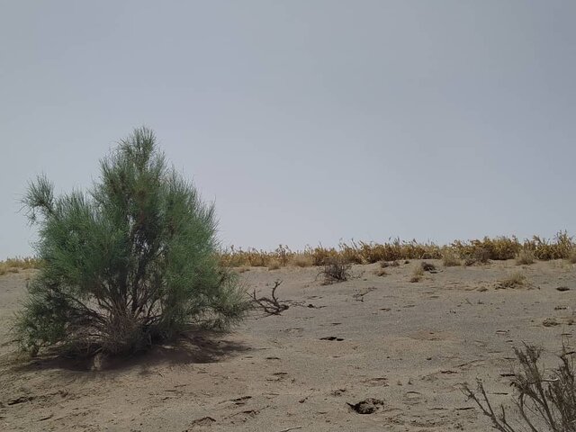 شیرینیهای بیابانزدایی؛ جلوگیری از خیزش گرد و خاک تا کمک به سرسبزی باغها