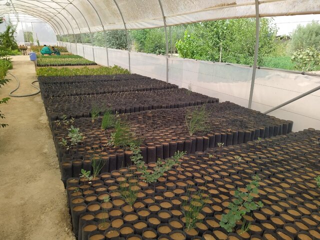 شیرینیهای بیابانزدایی؛ جلوگیری از خیزش گرد و خاک تا کمک به سرسبزی باغها