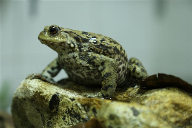 تغییر کاربری زیستگاه، بلای جان وزغ تالشی تغییر کاربری زیستگاه، بلای جان وزغ تالشی