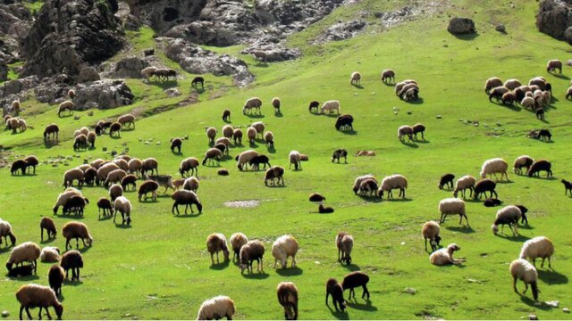 چالش‌های پیش روی صنعت دامپروری