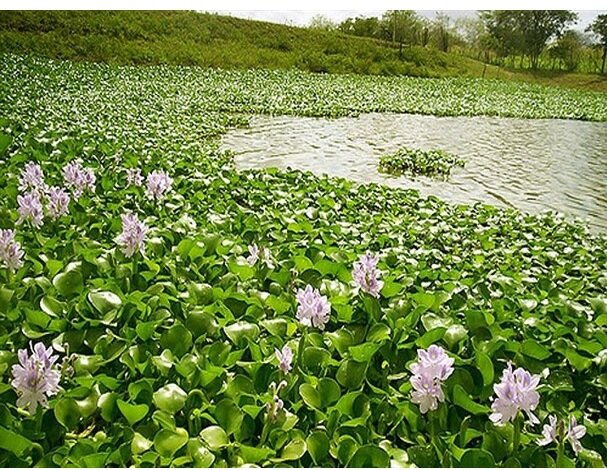 از "کنوکارپوس" تا "مگس سفید"؛ بازهم پای سودجویان درمیان است
