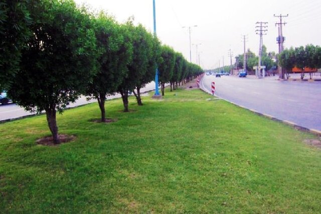 از "کنوکارپوس" تا "مگس سفید"؛ بازهم پای سودجویان درمیان است از "کنوکارپوس" تا "مگس سفید"؛ بازهم پای سودجویان درمیان است